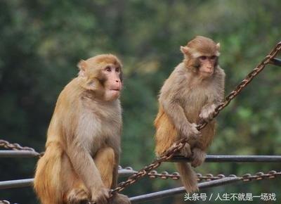 属猴人的最佳拍档 生肖猴适合跟什么生肖合作