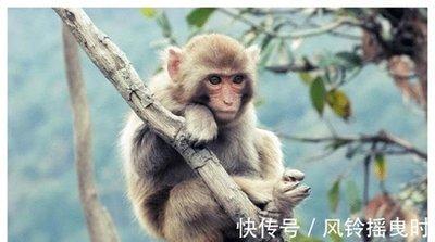 属猴农历四月份出生的命运如何性格好吗