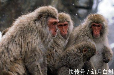 属猴和属什么合作最好 合作伙伴选择谁