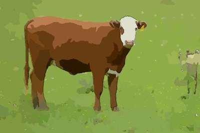 属牛人的最佳婚配属相是什么 这些生肖最配属牛人