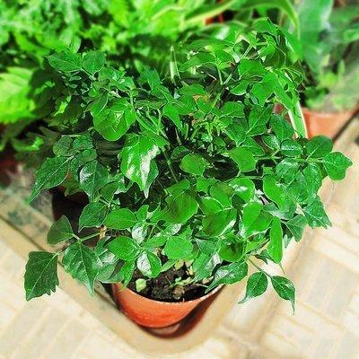 属牛人适合在办公室中摆放什么风水植物