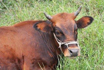 属牛今年如何转运 2026年生肖牛转运带什么