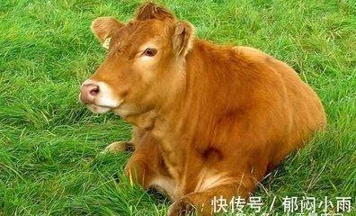 属牛农历四月出生的人 四月出生是最好的吗