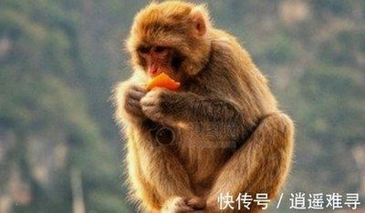 属牛和属猪的相配吗(生肖猴跟牛配吗)