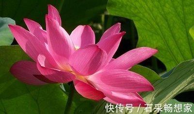 属猴女最喜欢的男人 生肖猴女喜欢你吗