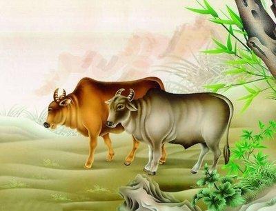 属牛哪个时辰好 属牛人正午出生好吗
