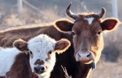 属牛哪个月份出生好 这几个月生的属牛人命好 属牛哪个月份出生好 这几个月生的属牛人命好