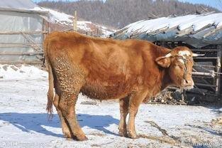 属牛哪个月份出生好 这几个月生的属牛人命好