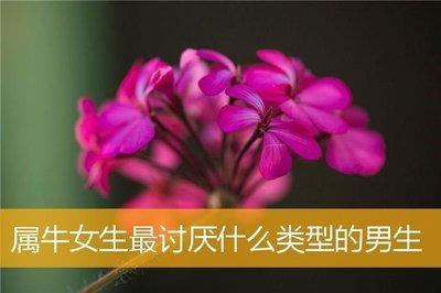 属牛女生最讨厌什么类型的男生油嘴滑舌