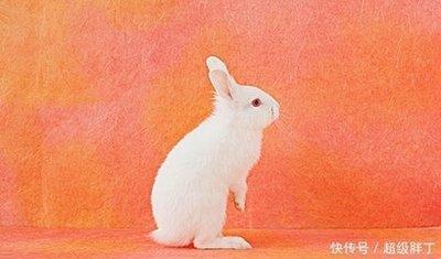 属牛属兔能做夫妻吗 夫妻关系会和谐吗