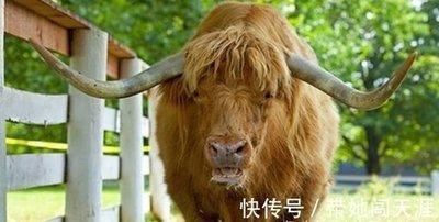 属牛想要什么样的生活女 属牛人的理想生活