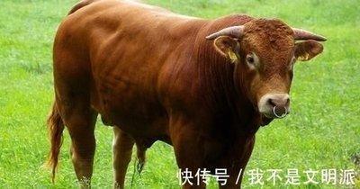 属牛想要什么样的生活女 属牛人的理想生活