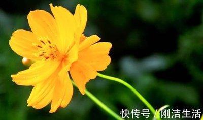 属牛爱你的表现  怎么能知道属牛男人真的爱你