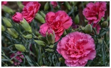 属牛男绝情吗 属牛男的心思是怎样的