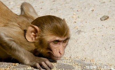 属猴的人最怕什么东西 属猴人最怕的是谁