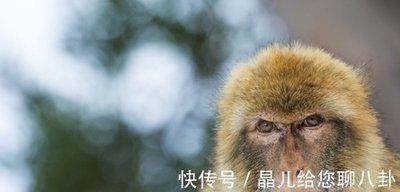属猴的人最怕什么东西 属猴人最怕的是谁