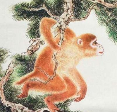 属猴的人进入2025年之后会面临哪些工作压力