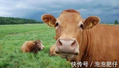 属牛的2025年有贵人相助吗 事业成功爱情美满