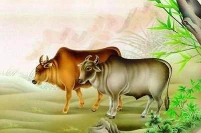 属牛的人在2025年中有着怎样的财运变化