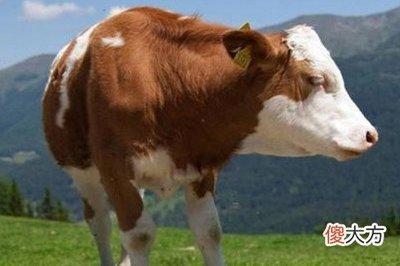 属牛的人有什么性格特点 属牛人性格详细分析