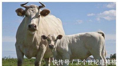 属牛的什么时候发财 什么时候创业合适