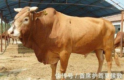 属牛的和属狗的配不配 属牛和属狗相配吗