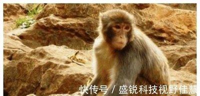 属相婚配大全：1972年属鼠的最佳配偶介绍