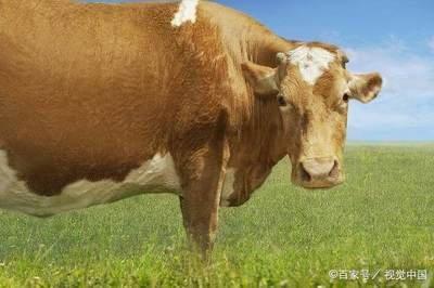 属牛的生肖配对 什么生肖与属牛人很配