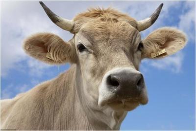 属牛的生肖配对 什么生肖与属牛人很配