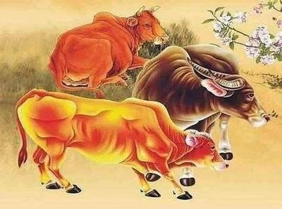 属牛的第一贵人是谁 属牛的贵人什么时候出现