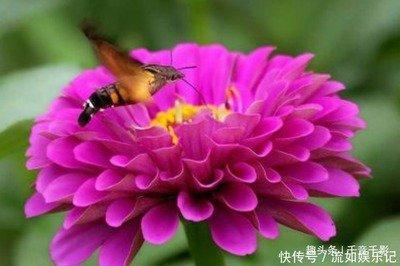 属相猪的人才能性格特点 分析属猪人的性格