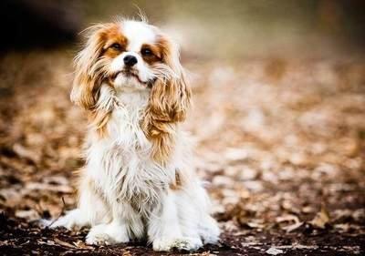 属狗2025年感情运势,2025年属狗人感情运势