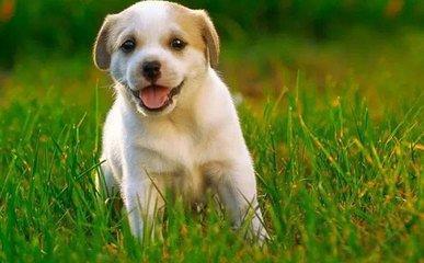 属狗2025年感情运势,2025年属狗人感情运势