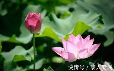 属狗人2025年10月运势分析 有什么样的前景