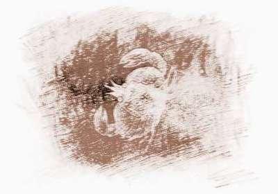 小孟老师2026年1月巨蟹座运势