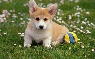 属狗人出九月的命运看什么时辰出生好