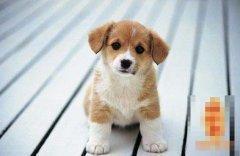 属狗人出生日的命运 哪天出生的属狗人命运好