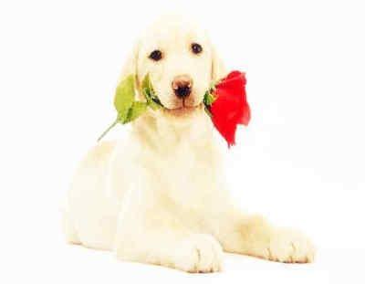 属狗人出生日的命运 哪天出生的属狗人命运好