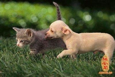 属狗人出生日的命运是怎样的 哪几天出生的属狗人好命