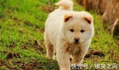 属狗人创业会成功吗 属狗人创业失败怎么办