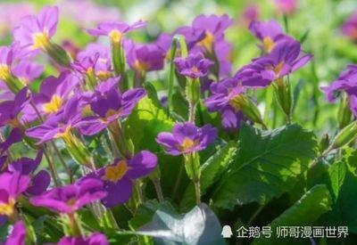 属羊人今年2025爱情运势 有机会摆脱单身吗