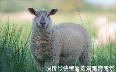 属羊人出生在哪几天会一世大顺平安快乐