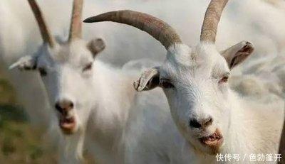 属羊人命中注定的贵人是什么属相好好珍惜