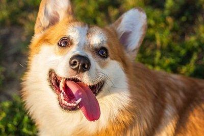 属狗人的一生命运 蛇年出生的人运势好不好