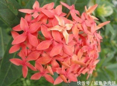 属狗农历11月出生的命 性格好不好