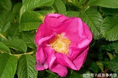 属狗农历11月出生的命 性格好不好