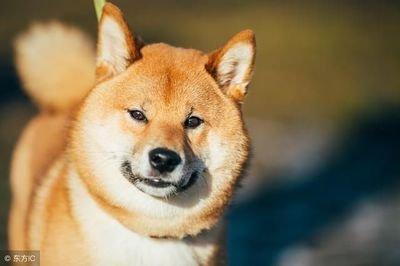 属狗农历一月出生的人 家人的助力大吗