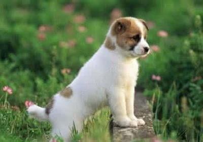 属狗农历三月出生的人 三月哪一天出生命最好 属狗农历三月出生的人 三月哪一天出生命最好