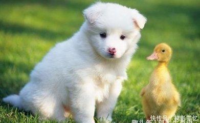 属狗农历四月出生的人 四月出生的人命运和性格
