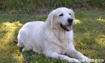 属狗出生月的命运对2025年运势会有影响吗